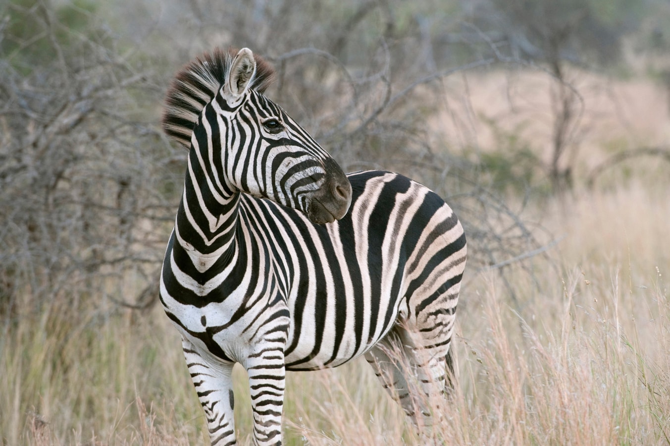 south-africa-honeymoon-sep2012-026