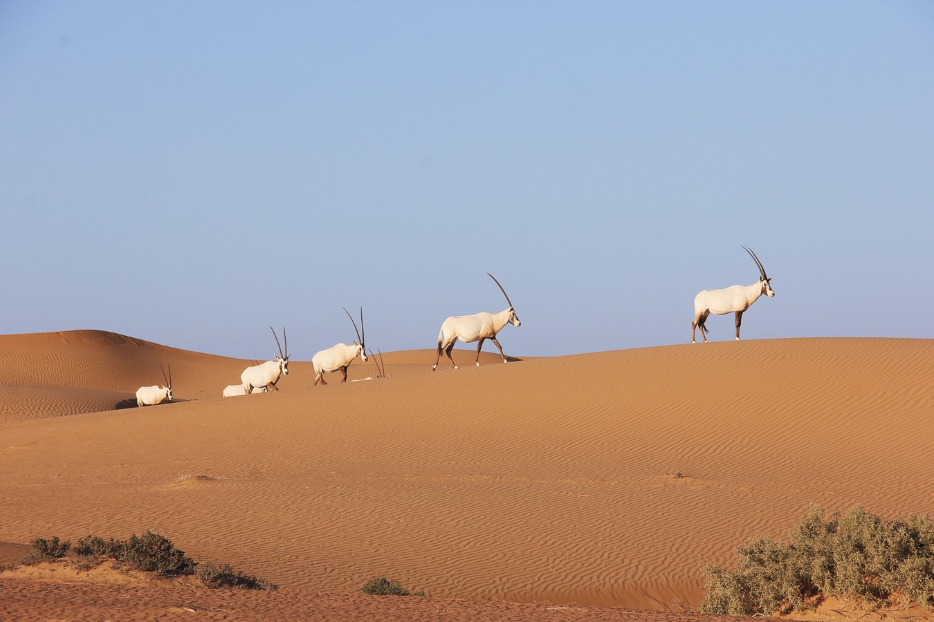 platinum-heritage-safaris-dubai-hon-2014fw